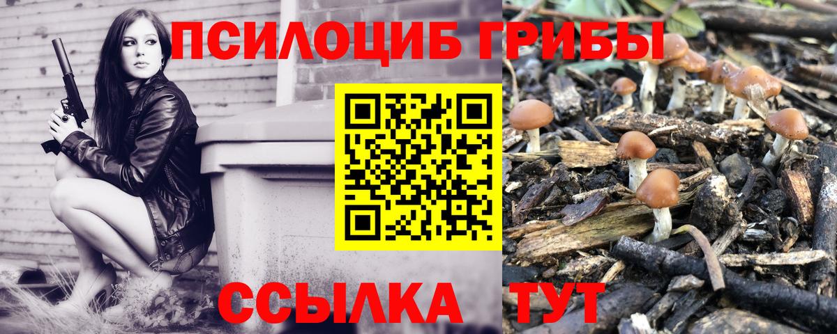 Псилоцибиновые грибы Psilocybe Карталы